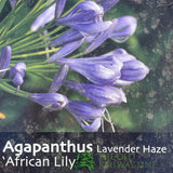 Agapanthus 'Lavender Haze' Plant 2Ltr Pot