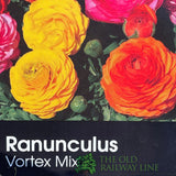 Ranunculus asiaticus 'Vortex Mix' Plant 2Ltr Pot