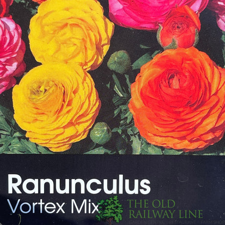 Ranunculus asiaticus 'Vortex Mix' Plant 2Ltr Pot