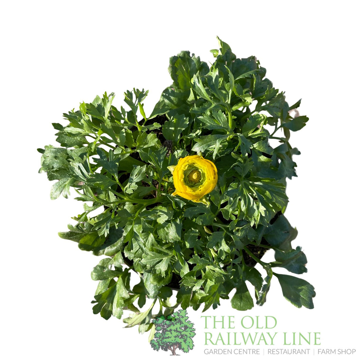 Ranunculus asiaticus 'Vortex Mix' Plant 2Ltr Pot