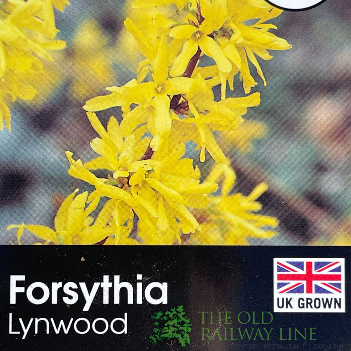 Forsythia × intermedia 'Lynwood Variety' Plant 4Ltr Pot
