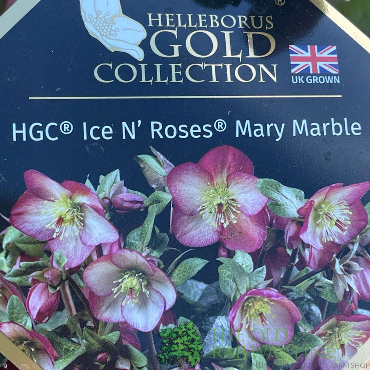 Hellebore 'Ice N' Roses Mary Marble' Helleborus Gold Collection 2Ltr Pot