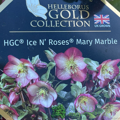 Hellebore 'Ice N' Roses Mary Marble' Helleborus Gold Collection 2Ltr Pot
