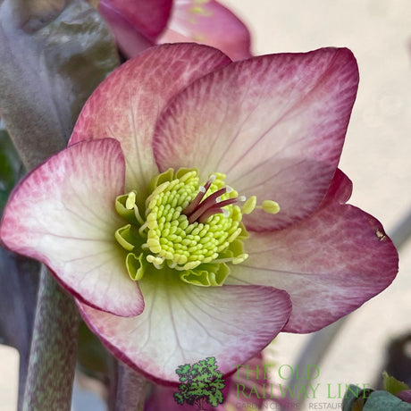 Hellebore 'Ice N' Roses Mary Marble' Helleborus Gold Collection 2Ltr Pot