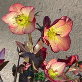 Hellebore 'Ice N' Roses Mary Marble' Helleborus Gold Collection 2Ltr Pot