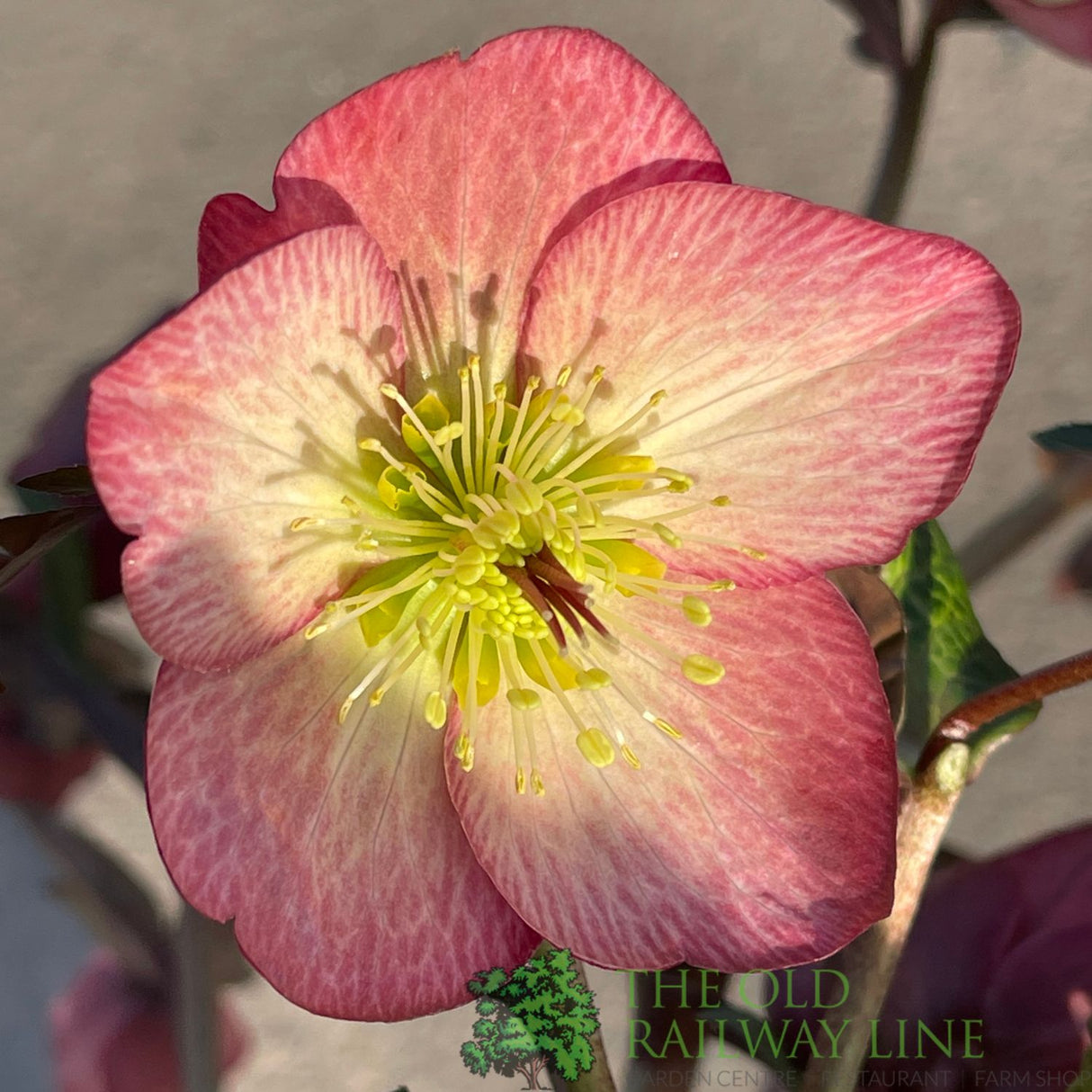 Hellebore 'Ice N' Roses Mary Marble' Helleborus Gold Collection 2Ltr Pot