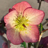 Hellebore 'Ice N' Roses Mary Marble' Helleborus Gold Collection 2Ltr Pot