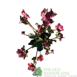 Hellebore 'Ice N' Roses Mary Marble' Helleborus Gold Collection 2Ltr Pot