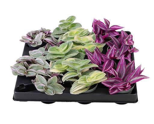 Tradescantia Hybrid Mix Houseplant 6cm Pot