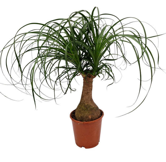 Beaucarnea 'Pony Tail Palm' 14cm Pot