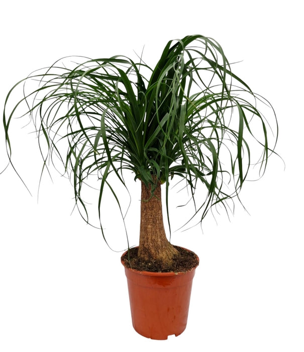 Beaucarnea 'Pony Tail Palm'  Stem Indoor Houseplant 19cm Pot