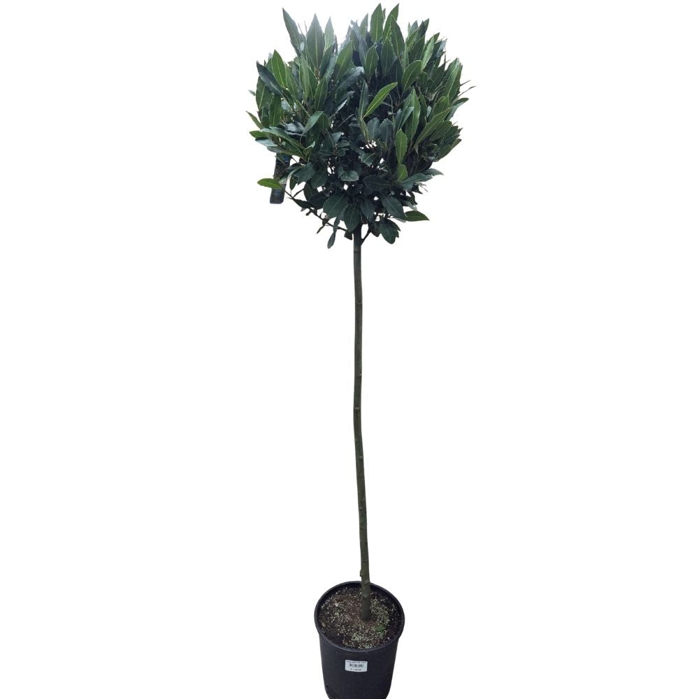 Laurus Nobilis 150cm Laurel Bay 'Round' 10Ltr Pot