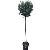 Laurus Nobilis 150cm Laurel Bay 'Round' 10Ltr Pot