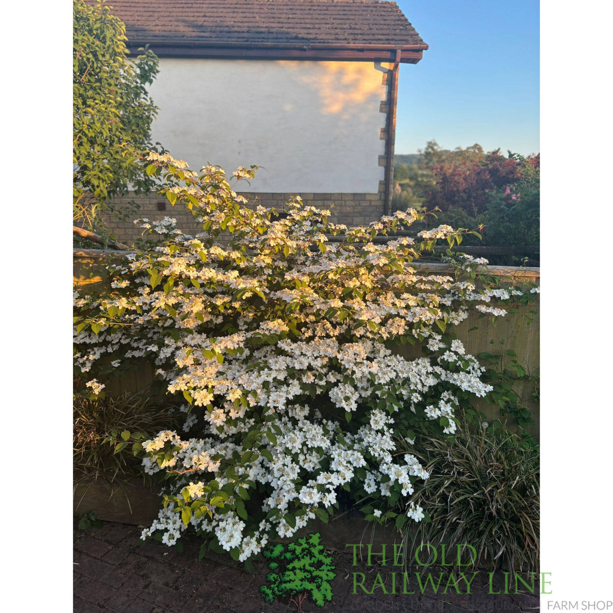 Viburnum 'Plicatum Kilimanjaro' 3Ltr Pot