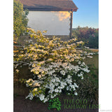 Viburnum 'Plicatum Kilimanjaro' 3Ltr Pot