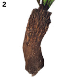 Dicksonia antarctica Soft Tree Fern with Character 3ft Tall