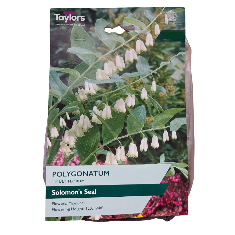 Taylors Polygonatum MultiFlorum 'Solomon's Seal' Bulb