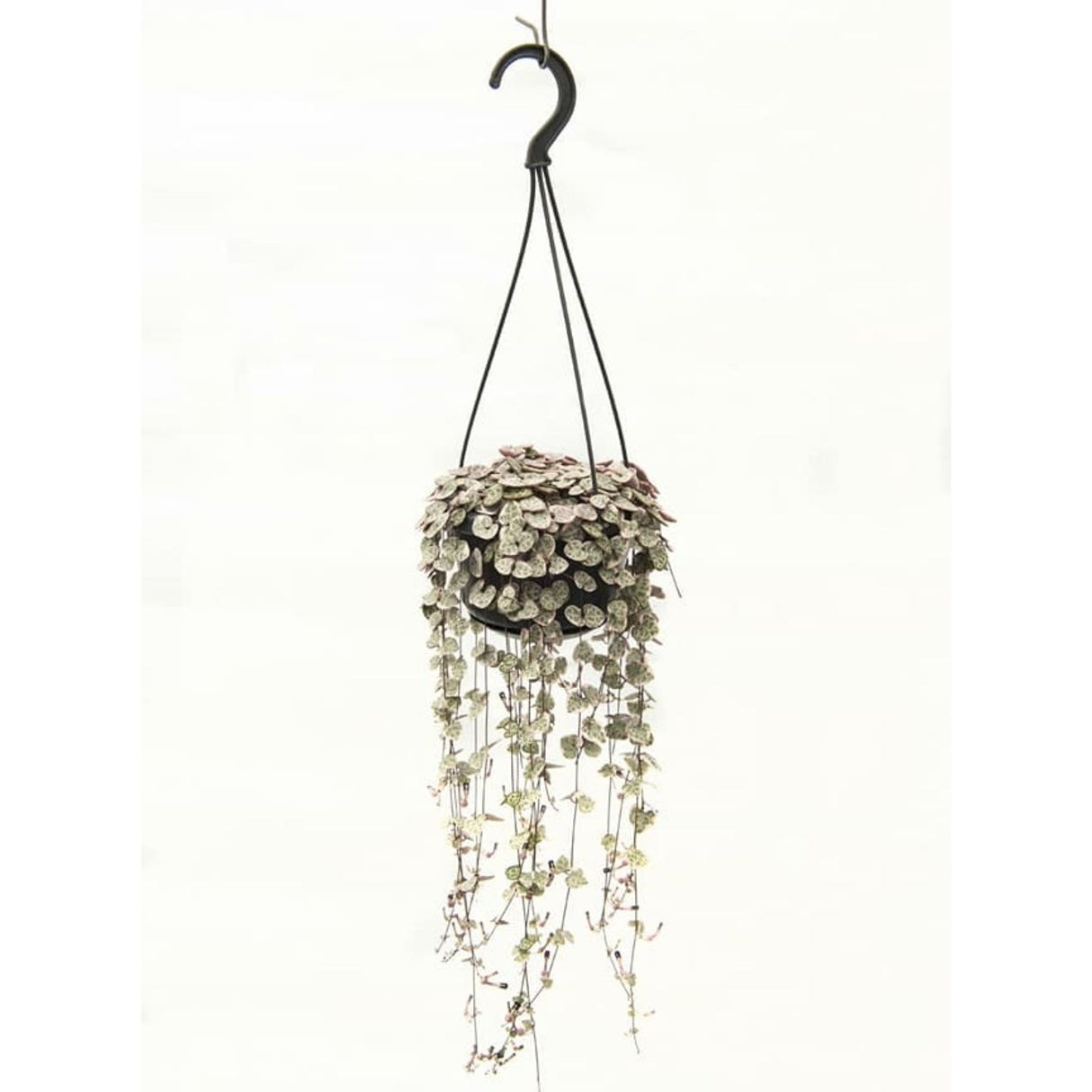 Ceropegia woodii Hanging Pot - 14cm pot