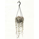 Ceropegia woodii Hanging Pot - 14cm pot
