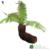 Dicksonia antarctica Soft Tree Fern with Character 3ft Tall
