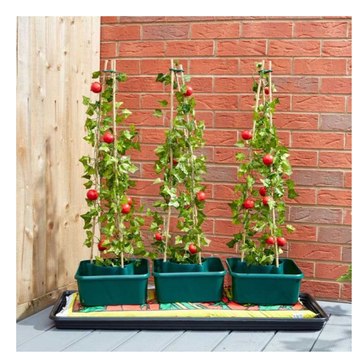 Smart Garden Tomato Gro-Box - Triple Pack