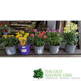 Porters Hoticulture Erysimum Mixed 1.5ltr Pot (Choice of 5)
