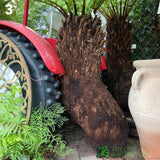 Dicksonia antarctica Soft Tree Fern with Character 3ft Tall