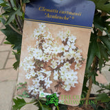 Plantline Clematis 'Avalanche' 2Ltr Pot