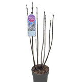 Syringa vulgaris 90cm 'Beauty of Moscow' 10Ltr Pot