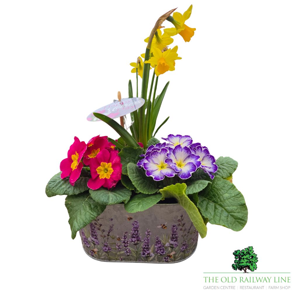 Mother's Day Primrose & Daffodil - Lavender Trough 23cm
