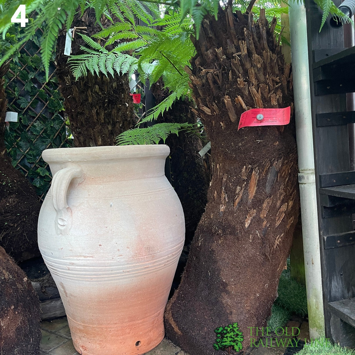 Dicksonia antarctica Soft Tree Fern with Character 3ft Tall