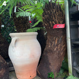 Dicksonia antarctica Soft Tree Fern with Character 3ft Tall