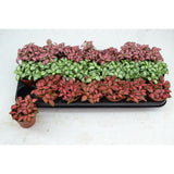 Fittonia Mix 8.5cm Houseplant Pot