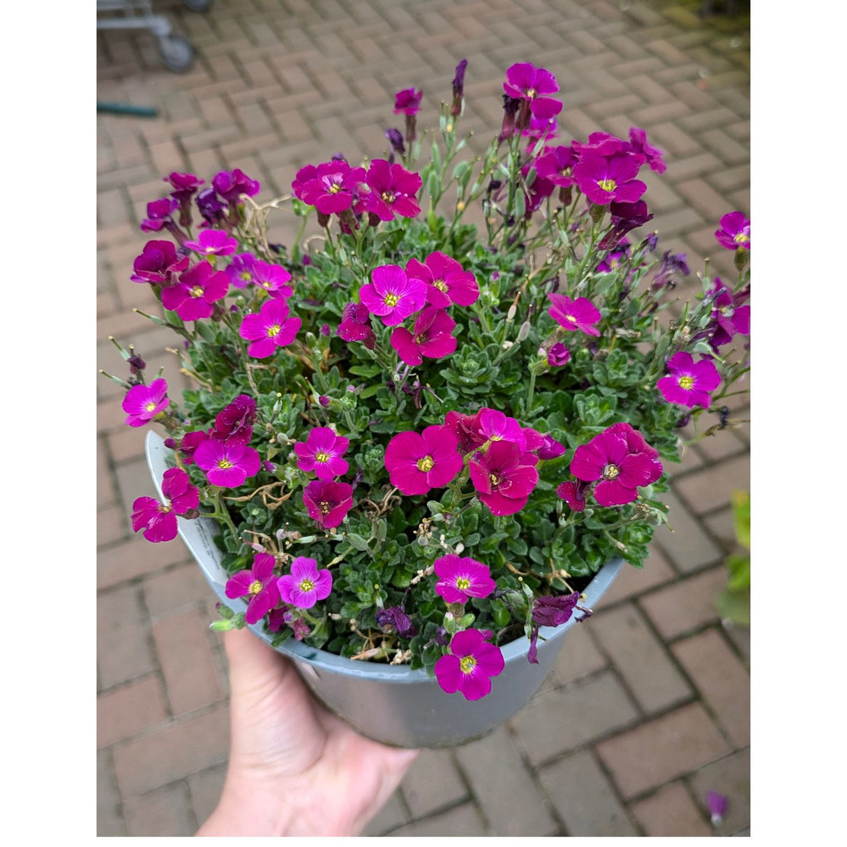 Aubrieta gracilis Kitte 'Just Spring Red' 2Ltr Pot
