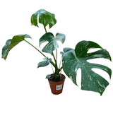 Monstera 'Thai Constellation' Houseplant 15cm Pot