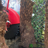 Dicksonia antarctica Soft Tree Fern with Character 3ft Tall