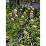 Alpine Mixed Variety 1Ltr Pot