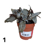 Pilea 7cm - Mixed - Houseplant - (Choice of 3)
