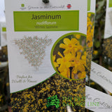 Jasminum Nudiflorum 'Winter Jasmine' Climber 3Ltr Pot