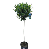 Laurus Nobilis 120cm Laurel Bay 'Round' 10Ltr Pot