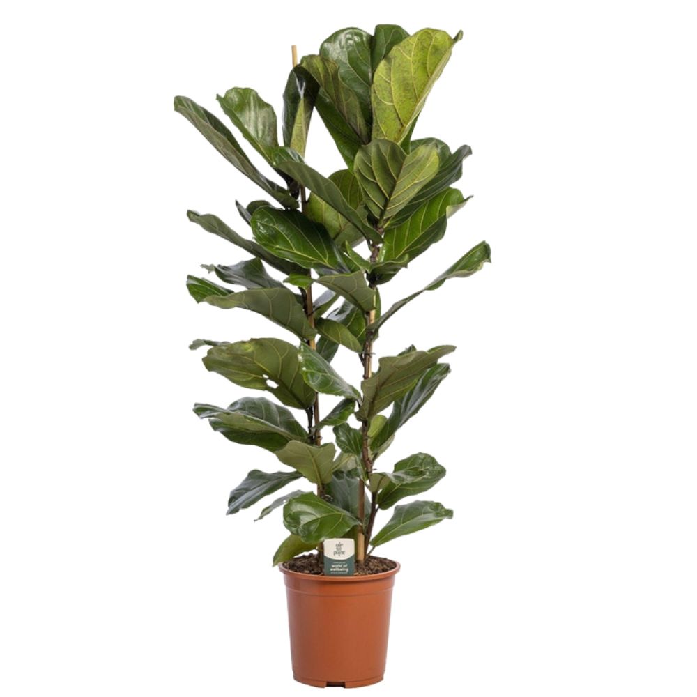 Ficus Lyrata 150cm Stem Houseplant - 27cm Pot