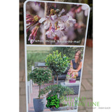 Plantline Prunus Incisa Kojou-No-Mai 3ltr Pot