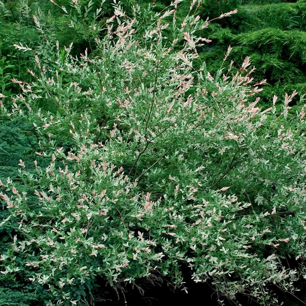 Willow 'Hakuro Nishiki' Salix 3Ltr Pot – Old Railway Line Garden Centre