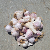 The Garlic Farm 300g Organic - Mixed Garlic Bulb