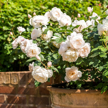 David Austin 'Desdemona' White English Shrub Rose 6Ltr Pot