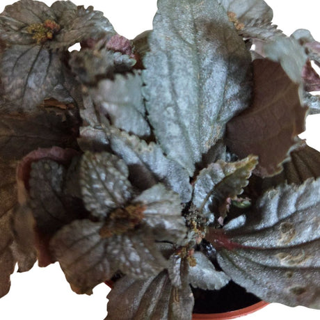 Pilea 7cm - Mixed - Houseplant - (Choice of 3)