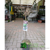 Plantline Prunus Incisa Kojou-No-Mai 3ltr Pot