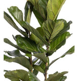 Ficus Lyrata 150cm Stem Houseplant - 27cm Pot