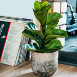 Ivyline 21cm Ceramic Albero Planter