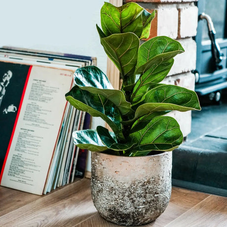 Ivyline 21cm Ceramic Albero Planter